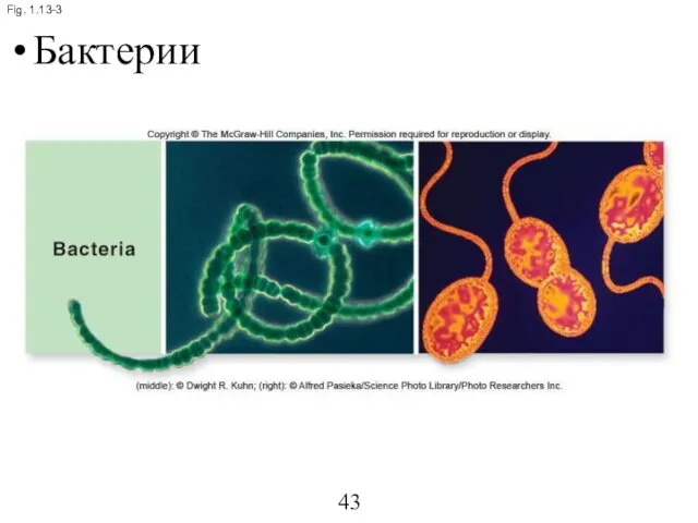 Fig. 1.13-3 Бактерии 43