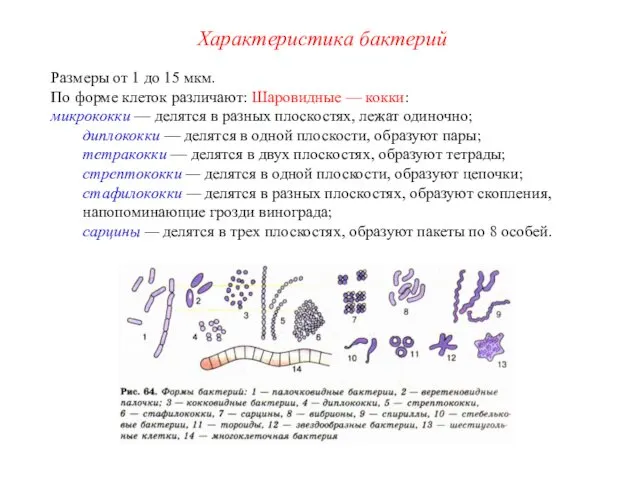 Размеры от 1 до 15 мкм. По форме клеток различают: Шаровидные