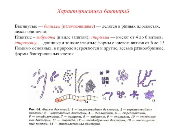 Вытянутые — бациллы (палочковидные) — делятся в разных плоскостях, лежат одиночно;