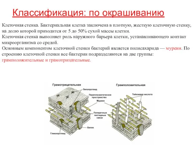 Клеточная стенка. Бактериальная клетка заключена в плотную, жесткую клеточную стенку, на