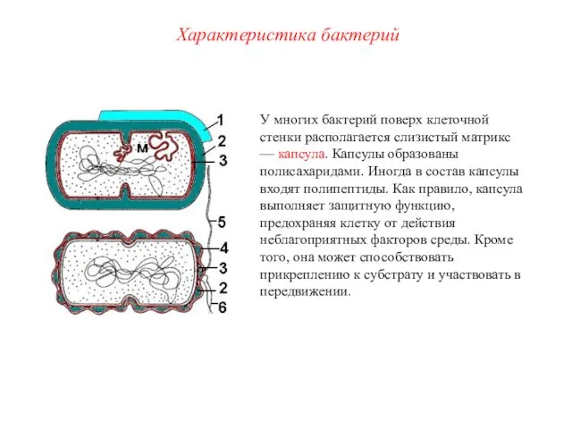 У многих бактерий поверх клеточной стенки располагается слизистый матрикс — капсула.