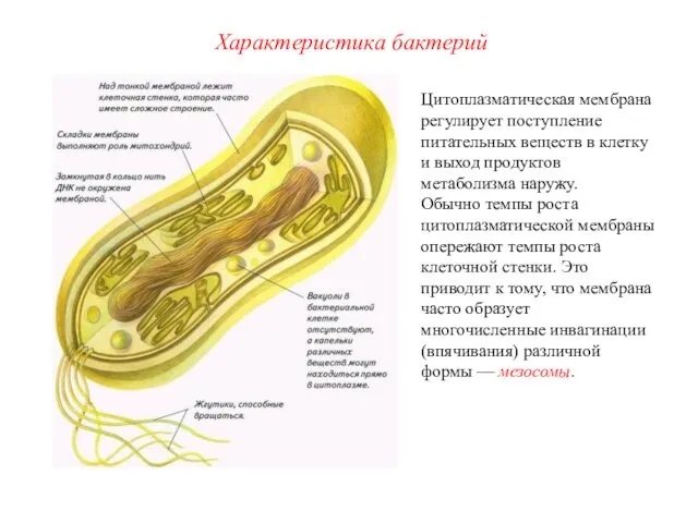 Цитоплазматическая мембрана регулирует поступление питательных веществ в клетку и выход продуктов