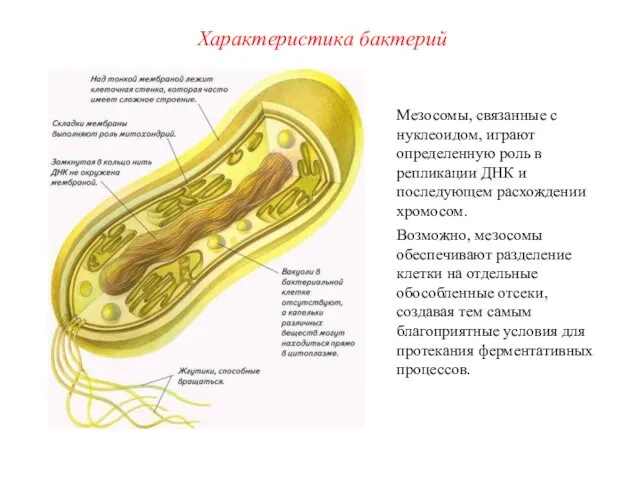 Мезосомы, связанные с нуклеоидом, играют определенную роль в репликации ДНК и