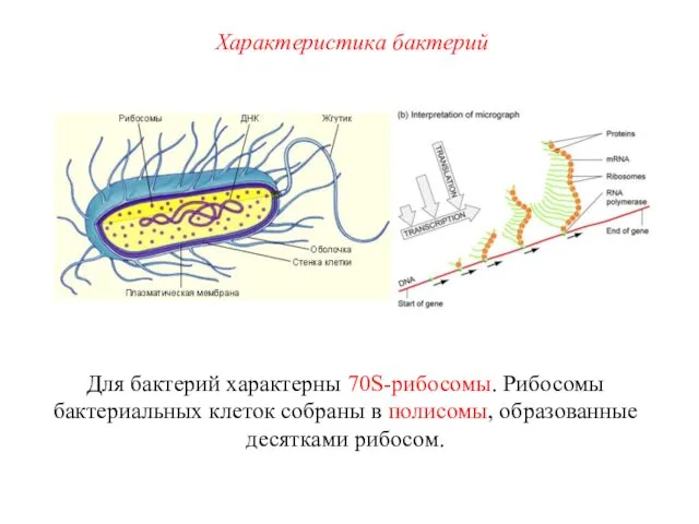 Для бактерий характерны 70S-рибосомы. Рибосомы бактериальных клеток собраны в полисомы, образованные десятками рибосом. Характеристика бактерий