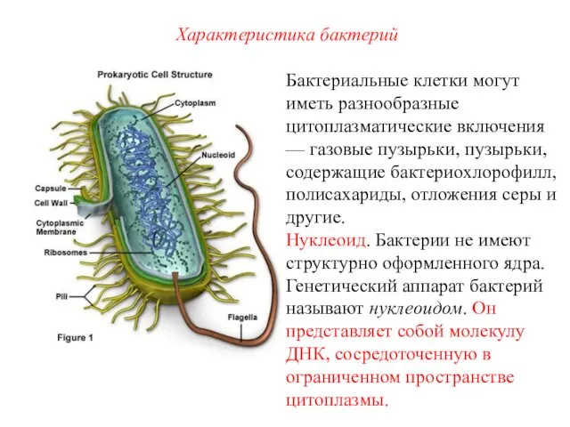 Бактериальные клетки могут иметь разнообразные цитоплазматические включения — газовые пузырьки, пузырьки,