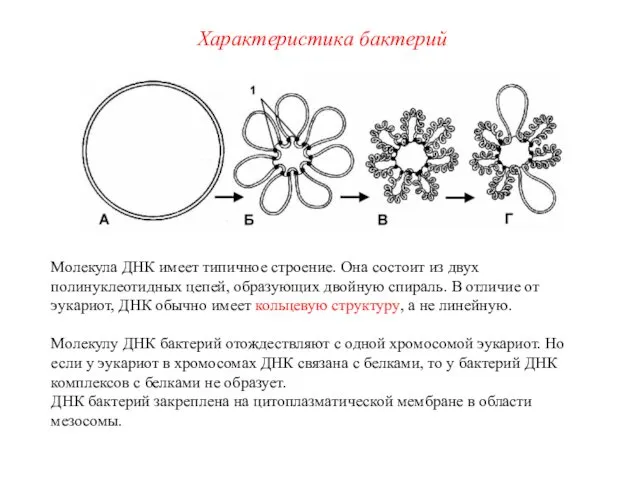 Молекула ДНК имеет типичное строение. Она состоит из двух полинуклеотидных цепей,