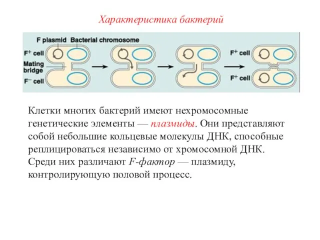 Клетки многих бактерий имеют нехромосомные генетические элементы — плазмиды. Они представляют