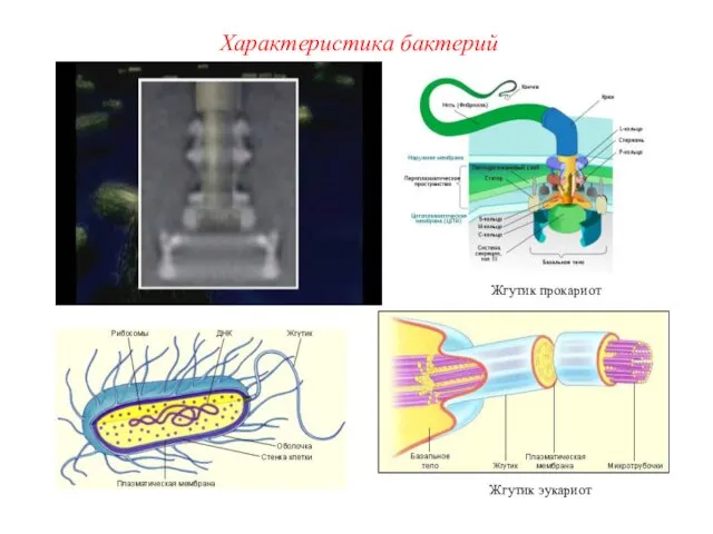 Жгутик эукариот Жгутик прокариот Характеристика бактерий