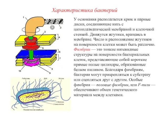 У основания располагается крюк и парные диски, соединяющие нить с цитоплазматической