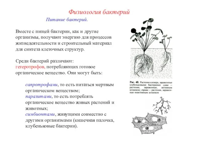 Питание бактерий. Вместе с пищей бактерии, как и другие организмы, получают