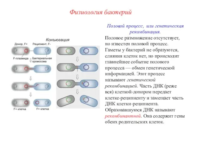 Половой процесс, или генетическая рекомбинация. Половое размножение отсутствует, но известен половой