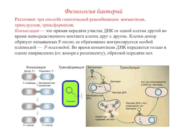 Различают три способа генетической рекомбинации: конъюгация, трансдукция, трансформация; Конъюгация — это