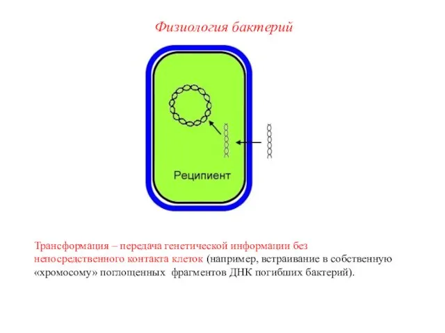 Трансформация – передача генетической информации без непосредственного контакта клеток (например, встраивание