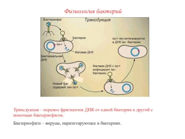 Трансдукция – перенос фрагментов ДНК от одной бактерии к другой с