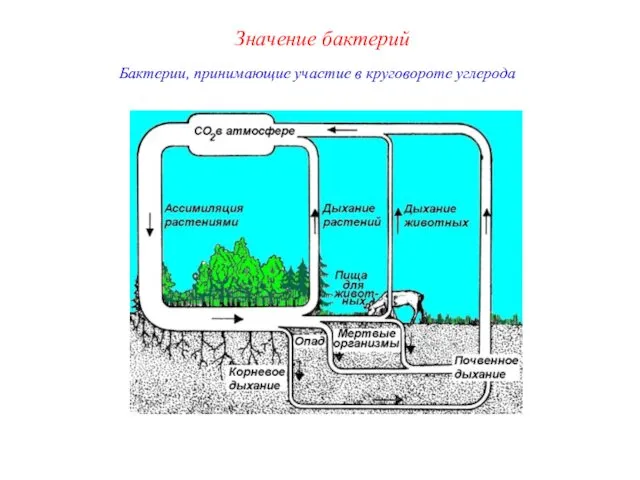 Бактерии, принимающие участие в круговороте углерода Значение бактерий