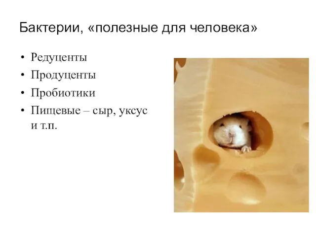 Бактерии, «полезные для человека» Редуценты Продуценты Пробиотики Пищевые – сыр, уксус и т.п.