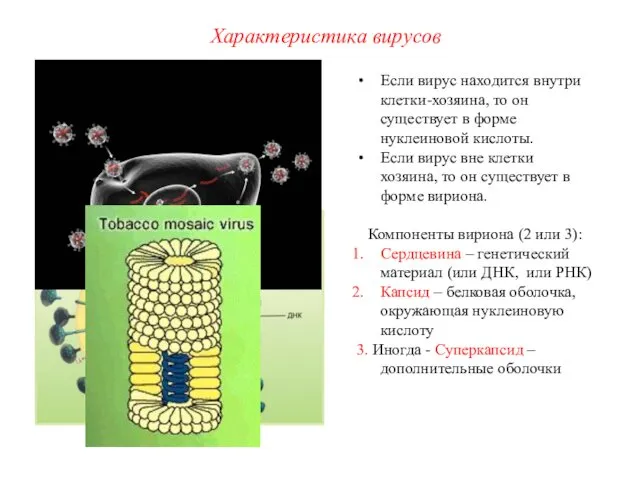 Если вирус находится внутри клетки-хозяина, то он существует в форме нуклеиновой