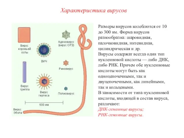 Размеры вирусов колеблются от 10 до 300 нм. Форма вирусов разнообразна: