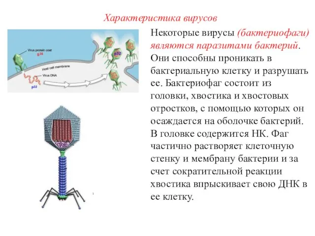 Некоторые вирусы (бактериофаги) являются паразитами бактерий. Они способны проникать в бактериальную