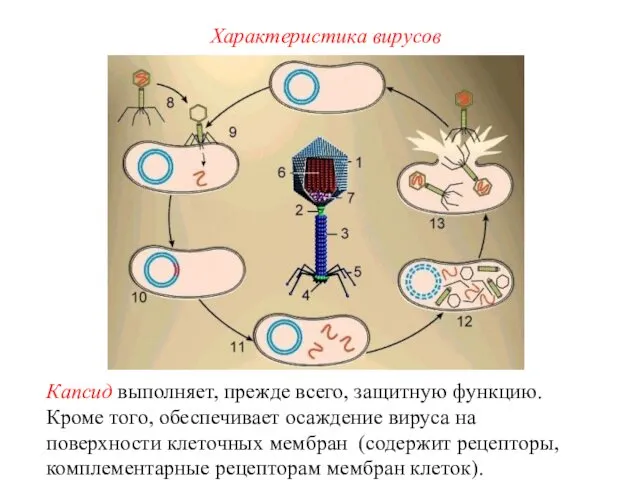 Капсид выполняет, прежде всего, защитную функцию. Кроме того, обеспечивает осаждение вируса