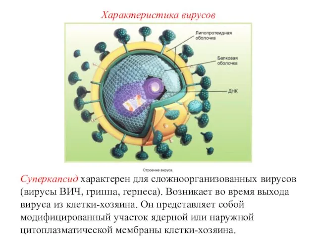 Суперкапсид характерен для сложноорганизованных вирусов (вирусы ВИЧ, гриппа, герпеса). Возникает во