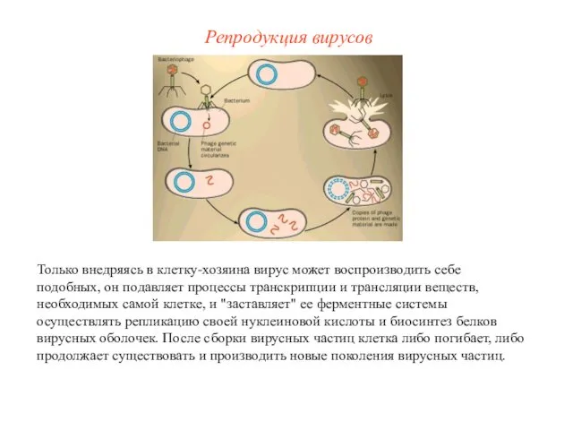 Только внедряясь в клетку-хозяина вирус может воспроизводить себе подобных, он подавляет