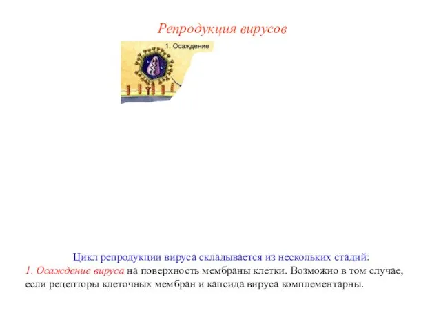 Цикл репродукции вируса складывается из нескольких стадий: 1. Осаждение вируса на