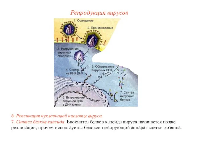 6. Репликация нуклеиновой кислоты вируса. 7. Синтез белков капсида. Биосинтез белков