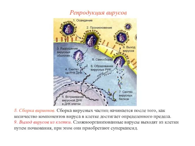 8. Сборка вирионов. Сборка вирусных частиц начинается после того, как количество