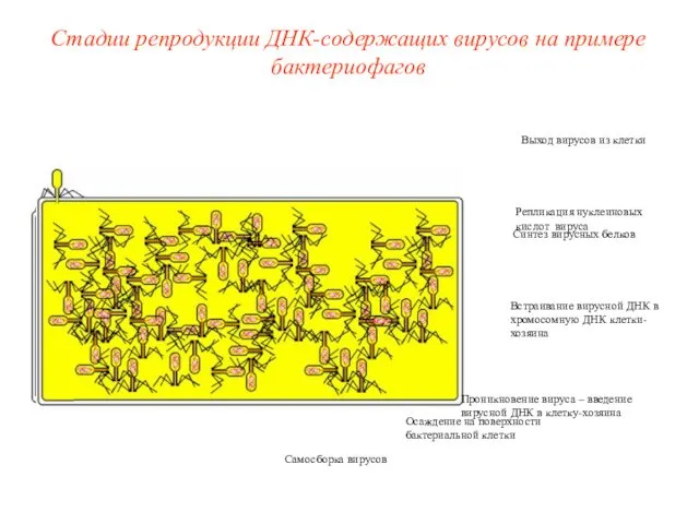 Осаждение на поверхности бактериальной клетки Проникновение вируса – введение вирусной ДНК