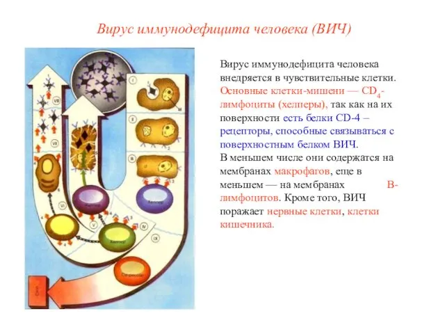 Вирус иммунодефицита человека (ВИЧ) Вирус иммунодефицита человека внедряется в чувствительные клетки.