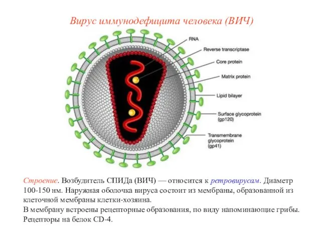 Строение. Возбудитель СПИДа (ВИЧ) — относится к ретровирусам. Диаметр 100-150 нм.