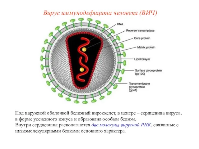 Под наружной оболочкой белковый вироскелет, в центре – сердцевина вируса, в