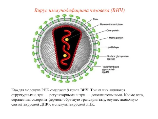 Каждая молекула РНК содержит 9 генов ВИЧ. Три из них являются