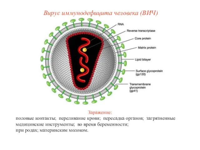 Заражение: половые контакты; переливание крови; пересадка органов; загрязненные медицинские инструменты; во