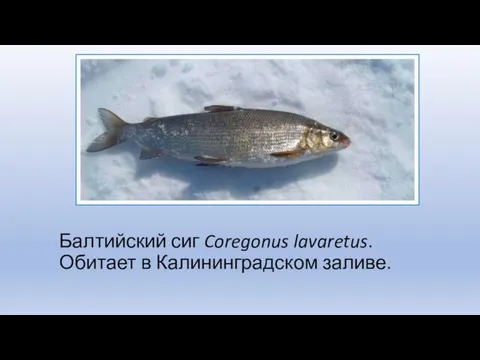 Балтийский сиг Coregonus lavaretus. Обитает в Калининградском заливе.