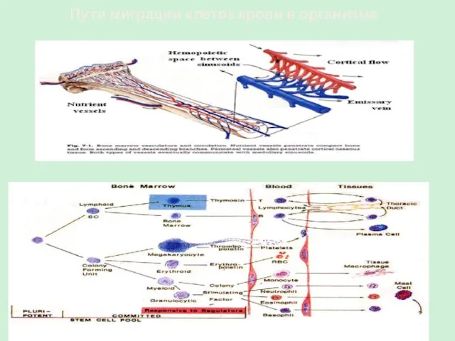 Пути миграции клеток крови в организме