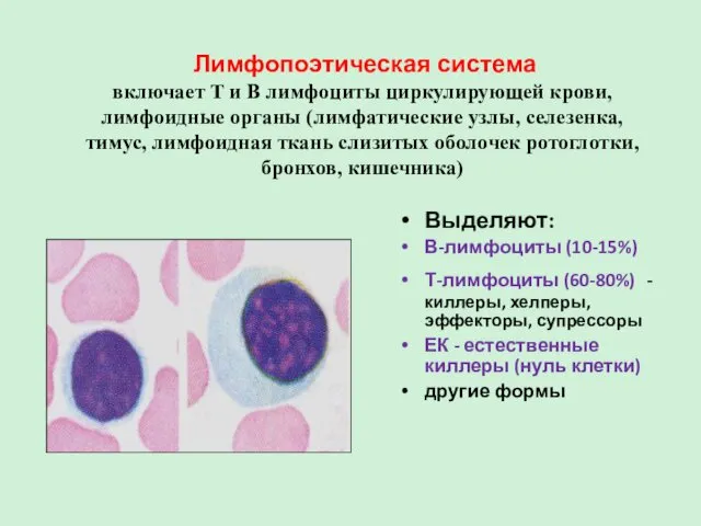 Лимфопоэтическая система включает Т и В лимфоциты циркулирующей крови, лимфоидные органы