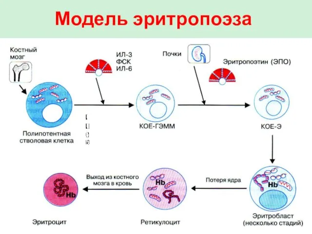 Модель эритропоэза