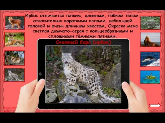 Снежный барс (ирбис) Ирбис отличается тонким, длинным, гибким телом, относительно короткими