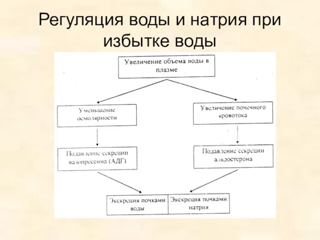 Регуляция воды и натрия при избытке воды