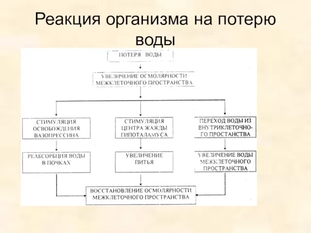 Реакция организма на потерю воды