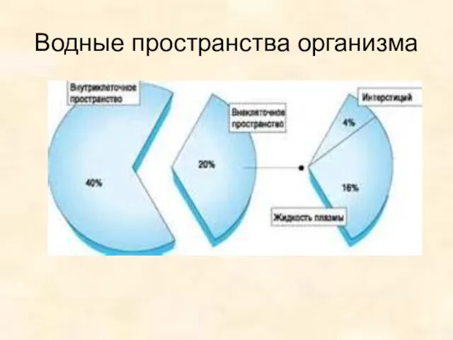 Водные пространства организма