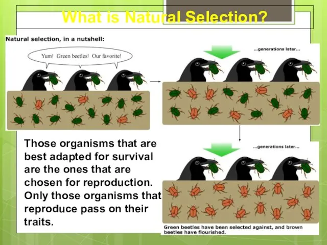 What is Natural Selection? Those organisms that are best adapted for