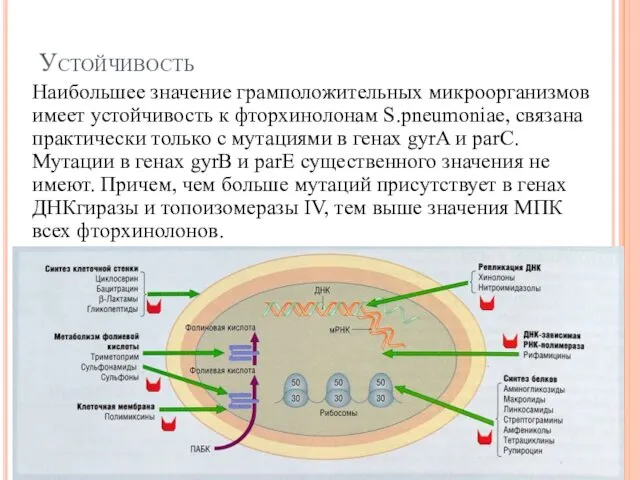 Устойчивость Наибольшее значение грамположительных микроорганизмов имеет устойчивость к фторхинолонам S.pneumoniae, связана