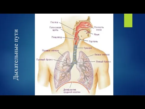 Дыхательные пути