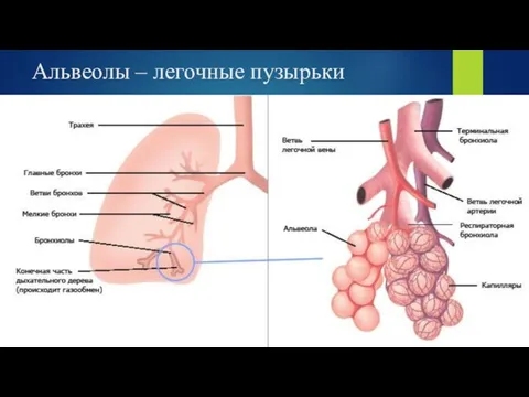 Альвеолы – легочные пузырьки