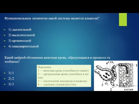 Функ­ци­о­наль­ным эле­мен­том какой си­сте­мы яв­ля­ет­ся аль­ве­о­ла? 1) ды­ха­тель­ной 2) вы­де­ли­тель­ной 3)