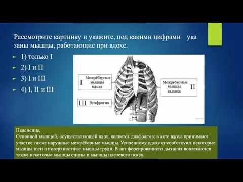 Рас­смот­ри­те кар­тин­ку и ука­жи­те, под ка­ки­ми циф­ра­ми ука­за­ны мышцы, ра­бо­та­ю­щие при