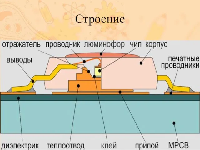 Строение